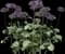 English Daisy — design image 4
