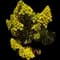 Tree Aeonium — design image 8