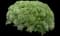 Fringed Sagebrush Wormwood — design image 4