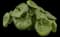 Giant Leopard Plant — design image 4