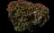 Candelabra euphorbia — design image 2