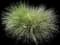 Switchgrass (Panicum) — design image 6