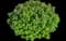 Japanese Spiraea — design image 3