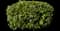 Pittosporum Mojo® — design image 12