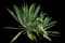 Spanish Dagger Yucca — design image 3