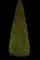 Oriental Arborvitae — design image 9