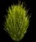Lomandra Platinum Beauty® — design image 6