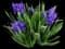 Hyacinth — design image 9