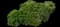 Crown daisy — design image 5