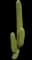 Organ Pipe Cactus — design image 1