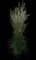 Karl Foerster Grass — design image 1
