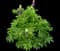 Lupine — design image 1
