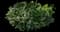 Indian Hawthorn (Rhaphiolepis indica) — design image 9