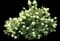 Limelight Panicle Hydrangea — design image 7