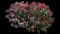 Red Valerian Jupiter's Beard — design image 1