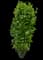 Columnar Buckthorn — design image 7