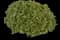 Boxwood Shrub — design image 2
