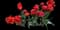Tulip 'Icoon Double Late' — design image 1