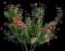 Rosa Altissimo — design image 1
