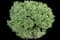 Ivory Halo® Variegated Dogwood — design image 16