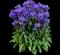 Bells and Whistles Clustered Bellflower — design image 1