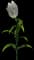 Bright Diamond LA Hybrid Lily — design image 1
