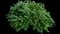 Japanese Yew — design image 2