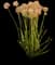 Flowering Onion — design image 3