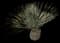 Desert Spoon — design image 1