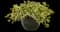 Yellow Ripple Ivy — design image 3