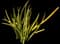 Elephant Tusks Plant — design image 3
