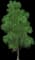 European White Elm — design image 2