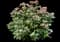 Bigleaf hydrangea — design image 5