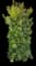 Columnar Buckthorn — design image 13