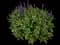 Woodland Sage — design image 19