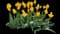 Tulip 'Muscadet Single Late' — design image 1