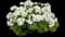 Boldly® White Geranium — design image 2