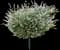 Tri Color Dappled Willow — design image 1