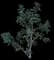 California Coffeeberry — design image 1
