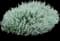 Lavender Cotton — design image 1