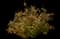 Goldflame Gold Spirea — design image 2