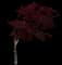Emperor I® Japanese Maple Tree — design image 12