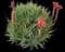 Torch Aloe — design image 2