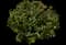 Dog Rose — design image 2