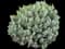 English Lavender — design image 9