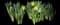 Wild Daffodil — design image 14
