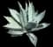 Blue American Agave Plant — design image 16