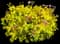Double Play® Spirea series by Proven Winners — design image 5