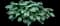 Hosta Plants — design image 6