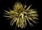 Golden Sword Yucca — design image 5